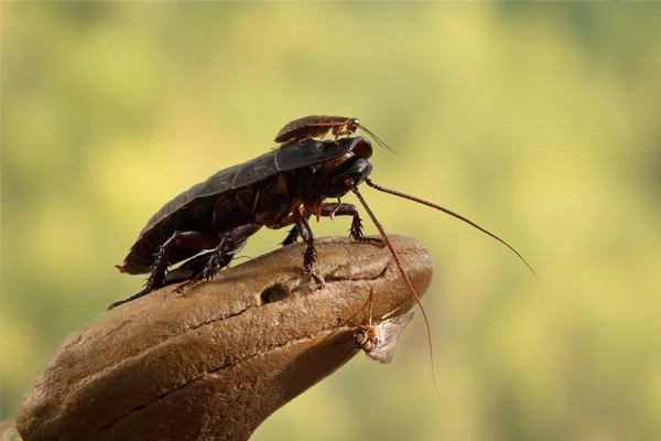 Closeup little Madagascar cockroach is sitting on a large cockroach on a leaves background — Stock Photo, Image
