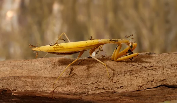 많은 젊은 mantises 그리고 성인 사마귀 먹는 볼 근접 촬영 — 스톡 사진