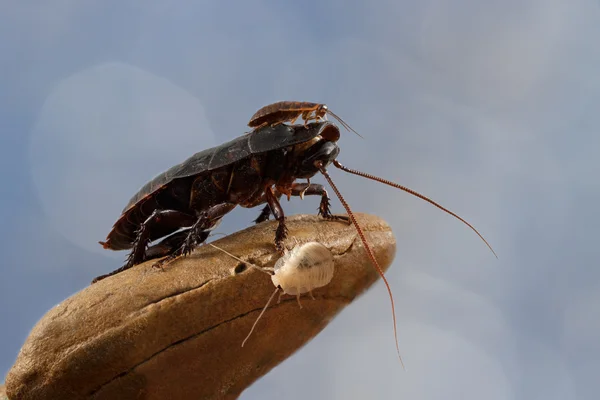 Closeup little Madagascar cockroach is sitting on a large cockroach on a blue background — Stock Photo, Image