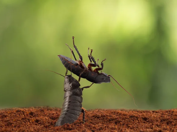 Dekat laki-laki dari Madagascar kecoa mengangkat kecoa tinggi pada latar belakang daun. konsep kompetisi untuk pasangan — Stok Foto