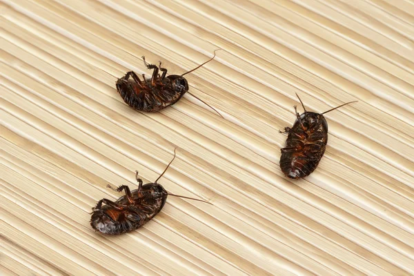 Três baratas mortas no chão em uma casa de apartamento. Dentro de edifícios altos. Luta com baratas no apartamento. Exterminação . — Fotografia de Stock