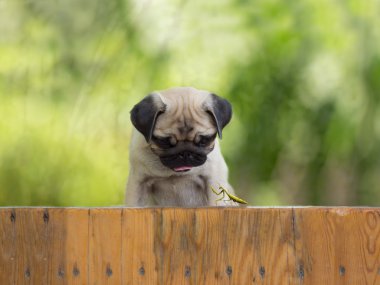 the puppy pug watching as a praying mantis sitting on the fence clipart
