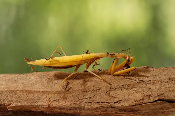 Primer plano muchas mantis jóvenes subir y ver la mantis religiosa adulto come sobre fondo verde —  Fotos de Stock