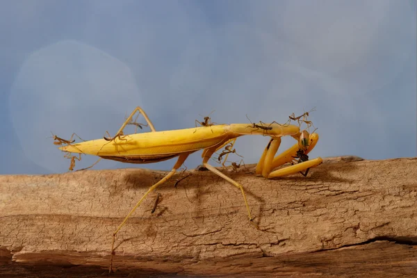 Primer plano muchas mantis jóvenes suben y observan la mantis religiosa adulta come sobre fondo azul —  Fotos de Stock