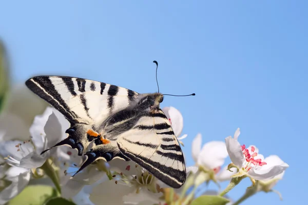 Primer plano hermosa mariposa de cola de golondrina gigante (Papilionidae) en flores de peral contra el cielo azul — Foto de Stock