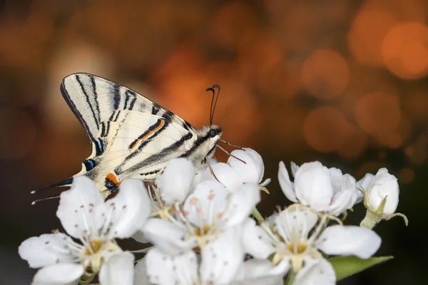 Primer plano hermosa mariposa de cola de golondrina gigante (Papilionidae) en flores de peral contra flores — Foto de Stock