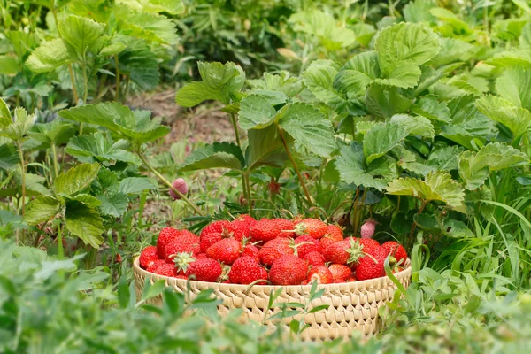 Fresas maduras a la cesta en el jardín — Foto de Stock