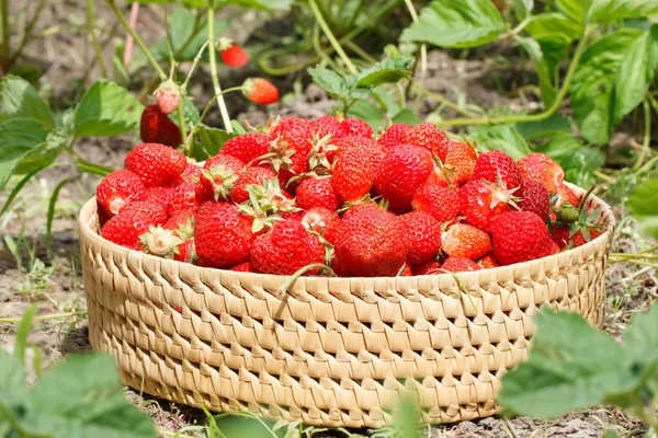 Fresas maduras a la cesta en el jardín — Foto de Stock