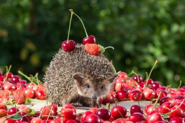 sevimli genç kirpi, Atelerix albiventris, yeşil yaprakları arka plan üzerinde berry arasında, arkasında kiraz ve çilek taşır