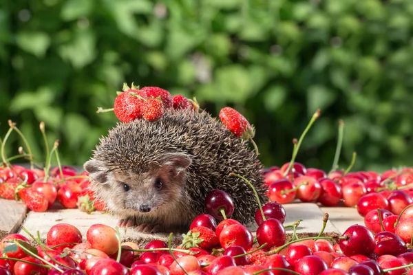 Cute young hedgehog, Atelerix albiventris,among berries on a background of green leaves, carries an inverted basket on the back — Stock Photo, Image