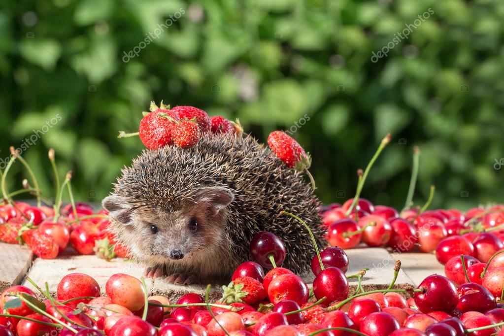 Cute young hedgehog, Atelerix albiventris,among berries on a background