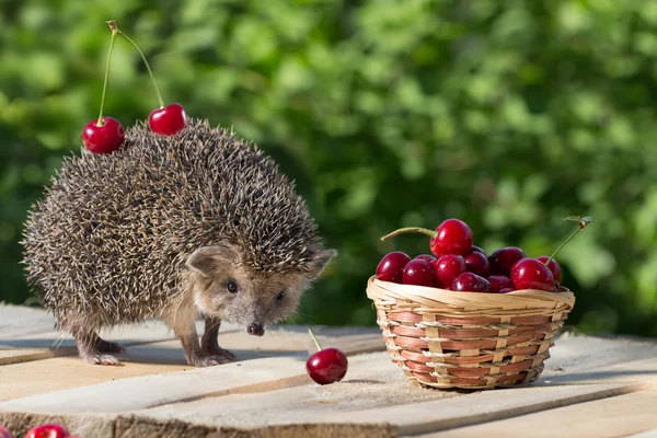 Mignon jeune hérisson, Atelerix albiventris, se tient près du panier en osier avec cerise douce sur un fond de feuilles vertes. cerises de baies sur les épines d'un hérisson. concept de récolte — Photo