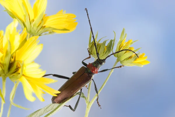 푸른 하늘에 대 한 노란색 꽃에 근접 촬영 롱혼 딱정벌레 (Aromia moschata) — 스톡 사진