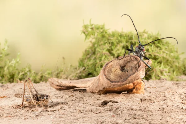 Closeup Longhorn beetle (Aromia moschata) is sitting on a snag   and    grasshopper on the sandy soil of semideserts — Stock Photo, Image