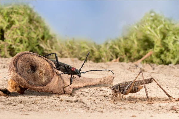 Closeup Longhorn beetle (Aromia moschata) is sitting on a snag and grasshopper on the sandy soil of semideserts on sky background — Stock Photo, Image
