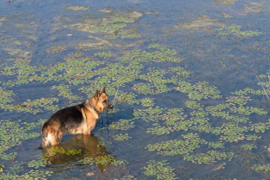 Alman çoban köpeği (Doğu Avrupa çoban köpeği) Gölü suya standları ve mesafe içine görünüyor. 