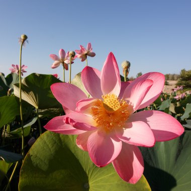 Hazar (Nelumbo caspica) nilüferim Volga Deltası'nda. Astrahan bölgesi, Hazar Denizi, Rusya Federasyonu. Kare kompozisyon