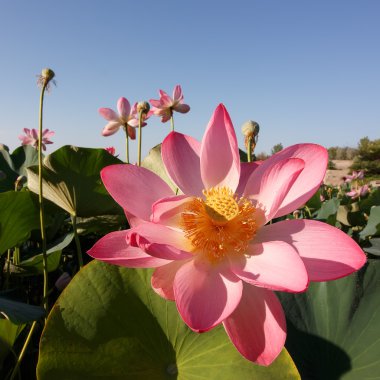 Caspian lotus (Nelumbo caspica) blossom in Volga delta. Astrakhan region, Caspian sea, Russia. Square composition clipart