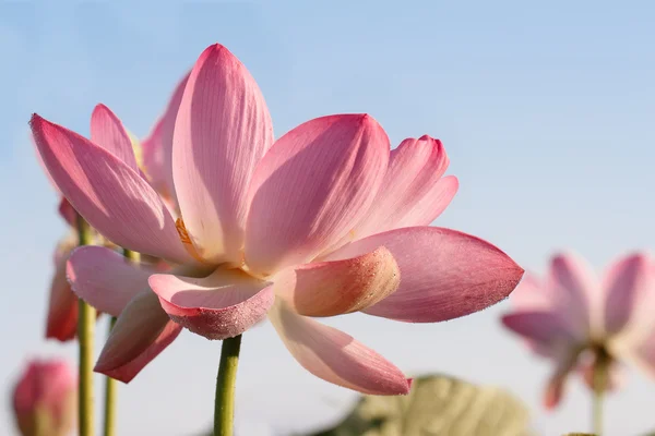Güneşe doğru. Hazar (Nelumbo caspica) nilüferim Volga Deltası'nda. Astrahan bölgesi, Hazar Denizi, Rusya Federasyonu 
