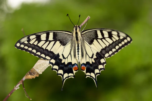 Primer plano increíble momento acerca de la mariposa (Papilio machaon) emergiendo de la crisálida en rama sobre fondo verde. dof poco profundo — Foto de Stock
