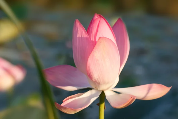 У дельті Волги цвітуть Каспійського lotus (індійський Лотос). — стокове фото