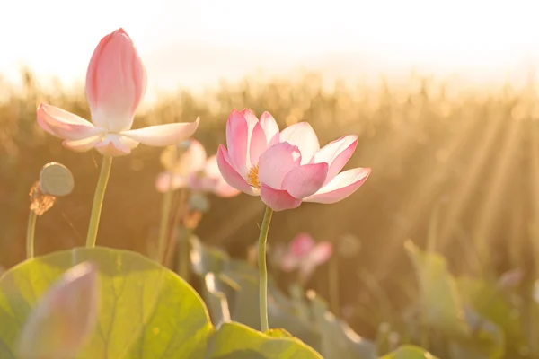 Vers le soleil. Fleurs de lotus (Nelumbo nucifera) fleurissant tôt le matin — Photo