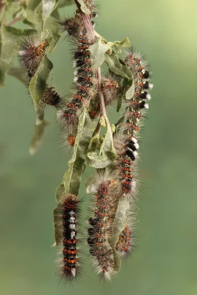 Primo Piano Molti Bruchi Mastica Foglie Della Pianta Sfondo Immagine — Foto Stock