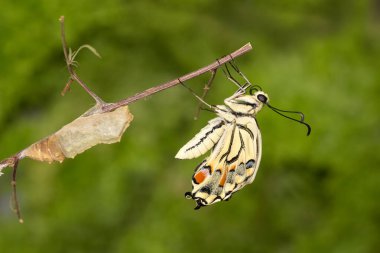 Kelebek (Papilio machaon) hakkındaki muhteşem anın yakın plan görüntüsü yeşil arkaplanda bulunan bir dal üzerindeki krizalitten doğar.