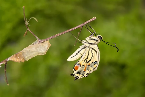나비에 놀라운 순간의 Papilio Machaon 국화에서 배경의 가지에 나타나고 스톡 이미지