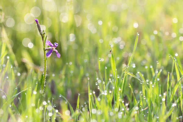 在清晨的阳光下 紫色野花 花椰菜 和草丛中的小蜘蛛与露珠的特写 构成了一幅迷人的图画 免版税图库图片