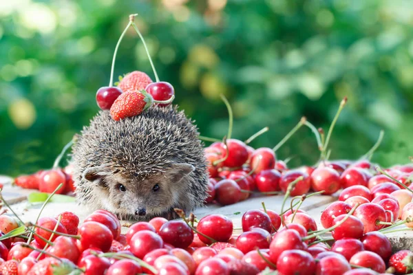 Närbild Nyfiken Igelkott Atelerix Albiventris Bland Bären Gröna Blad Bakgrund — Stockfoto