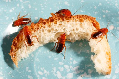 close-up of a many cockroaches climb on bread on a blue plate. pest control