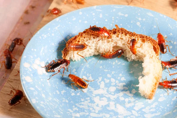 テーブルの上の青い皿の上で多くのゴキブリがパンに登るのを間近で見ることができます 害虫駆除 — ストック写真