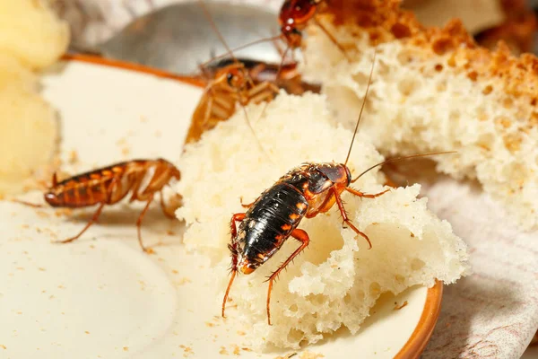 Close Van Kakkerlakken Klimmen Brood Een Bord Ongediertebestrijding Stockfoto