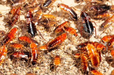 Bir sürü hamamböceğinin tırmanışına yakın çekim. Küçük DOF odağı. haşere kontrolü kavramı