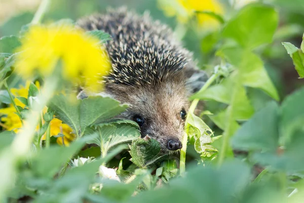 草で好奇心が強いハリネズミ — ストック写真