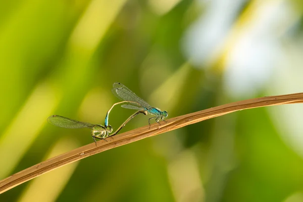 Two dragonfly — Stock Photo, Image