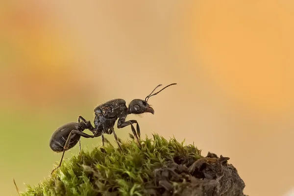 Kraliçe karıncalar — Stok fotoğraf