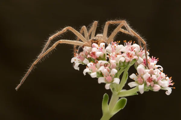 Spider on the flower — Stock Photo, Image