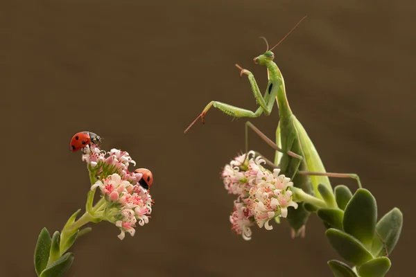 Mantis ve ladybugs komşu dallarda oturuyor