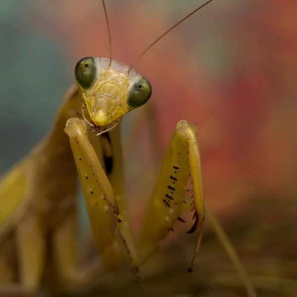 Retrato de una mantis religiosa —  Fotos de Stock