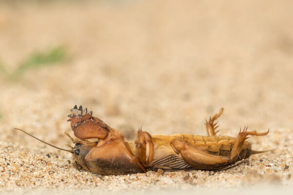 dead mole cricket