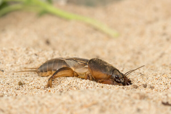 mole cricket digs the soil