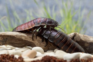 Oturum açma sürünerek Madagaskar hamamböceği taşları yakınındaki