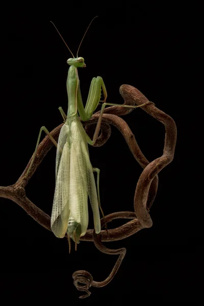 Mantis en la rama sobre fondo negro —  Fotos de Stock