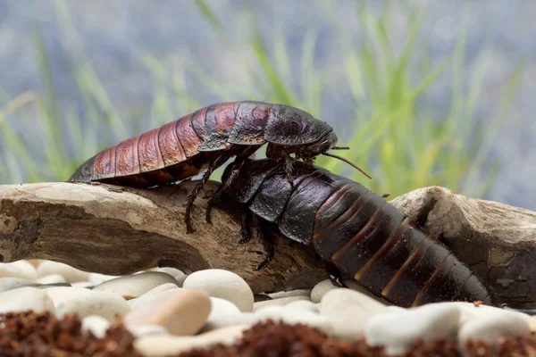 Gli scarafaggi del Madagascar strisciano sul tronco vicino alle pietre — Foto Stock