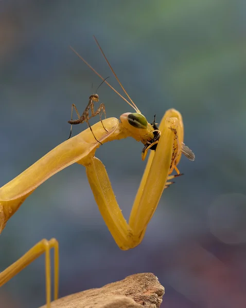 Mantis joven está observando para adultos comiendo mantis religiosa —  Fotos de Stock