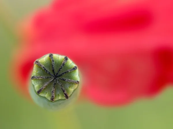 Verde mac seedbox pe fundal petale roșii — Fotografie, imagine de stoc