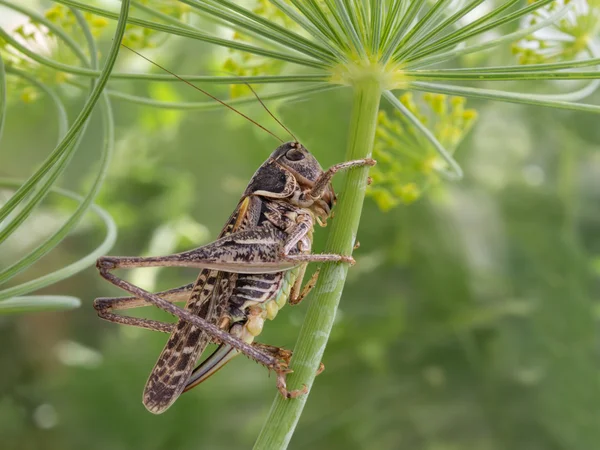 Grasshopper climbing upward on a flowered dill — Stock Photo, Image