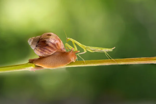 Praying mantis i ślimak spacery Grapevine — Zdjęcie stockowe